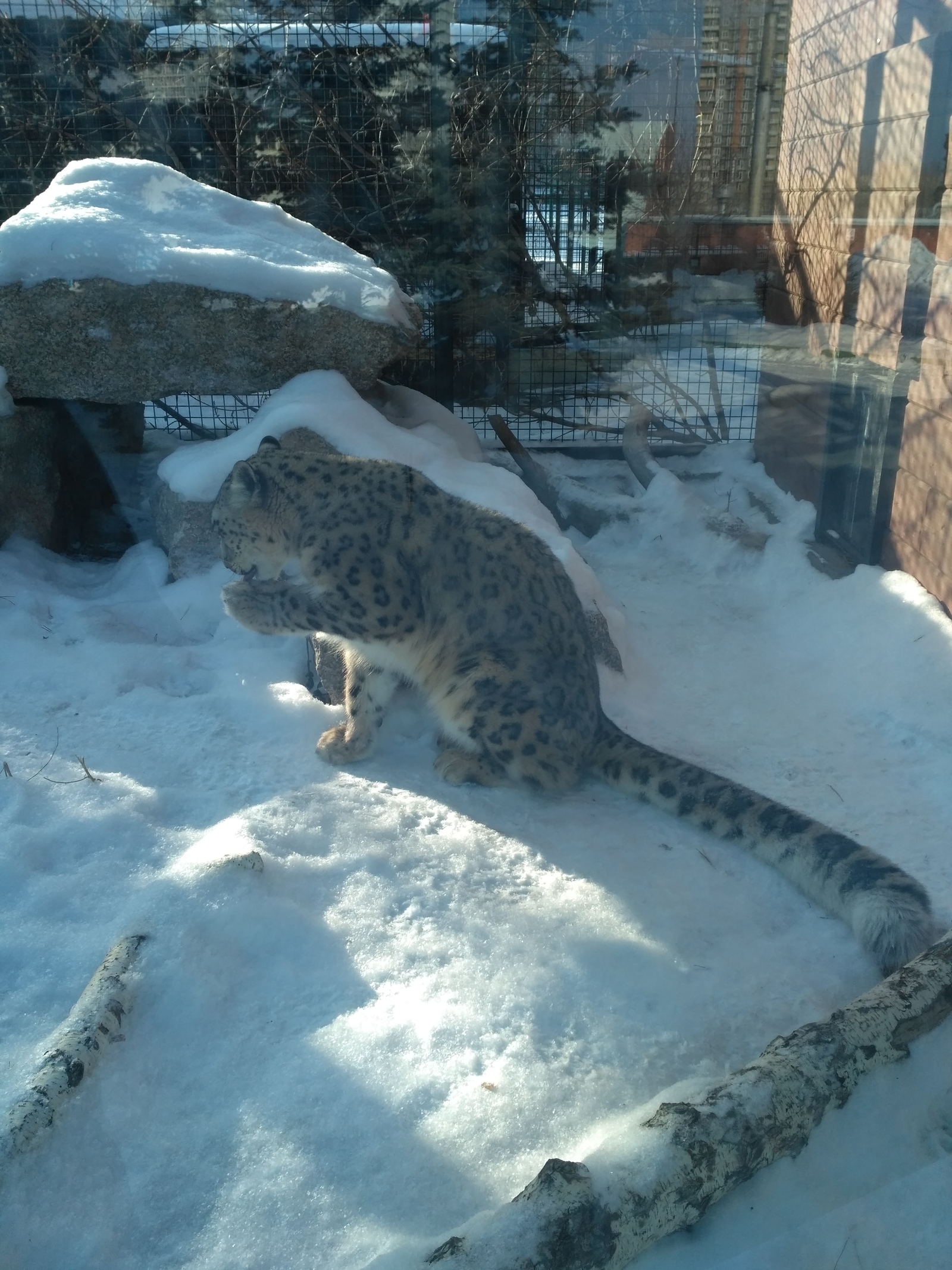 A grown child's dream come true - My, Snow Leopard, Chelyabinsk, Chelyabinsk Zoo, Longpost