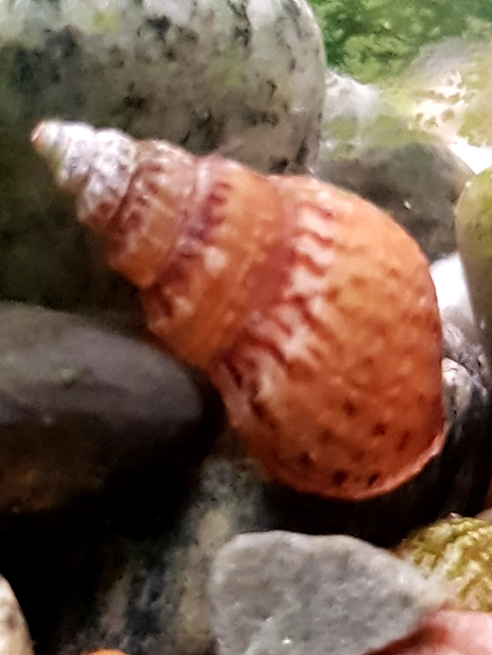 Snails in the aquarium. - My, Aquarium, Snail, Longpost