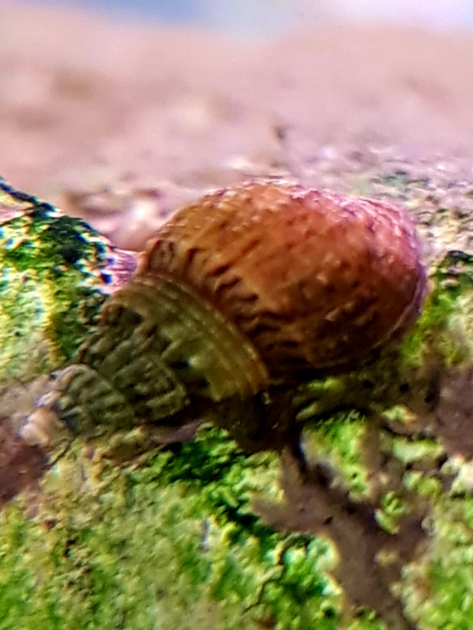 Snails in the aquarium. - My, Aquarium, Snail, Longpost