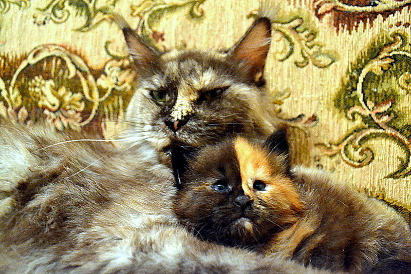 Maine Coon cats! Matryoshkas! - cat, Kittens, Maine Coon, My, Longpost