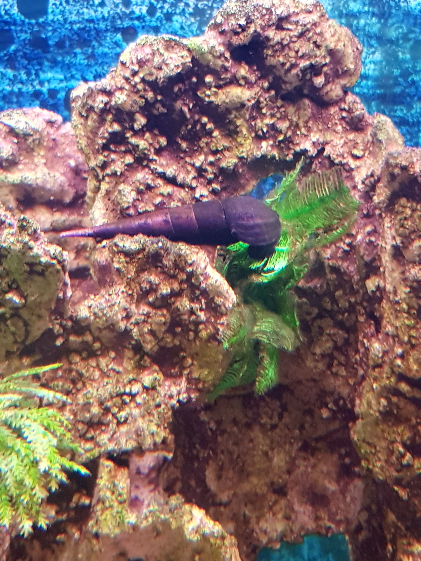 Snails in the aquarium. - My, Aquarium, Snail, Longpost