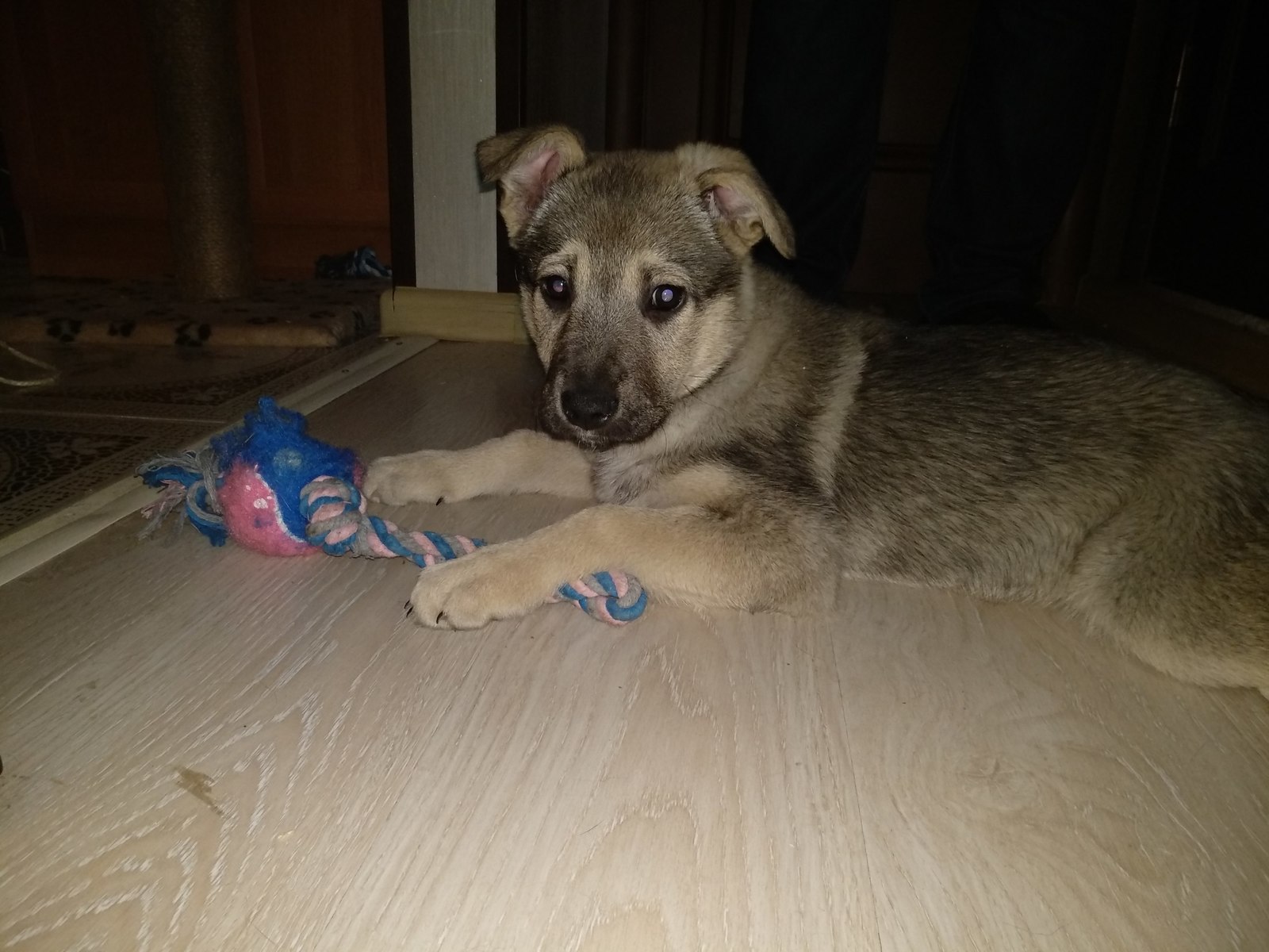 The puppy was thrown out into the cold. We urgently need to find a new home! - My, Dog, Found a dog, Dogs and people, Animals, Pets, In good hands, Pet, Moscow, Longpost, 