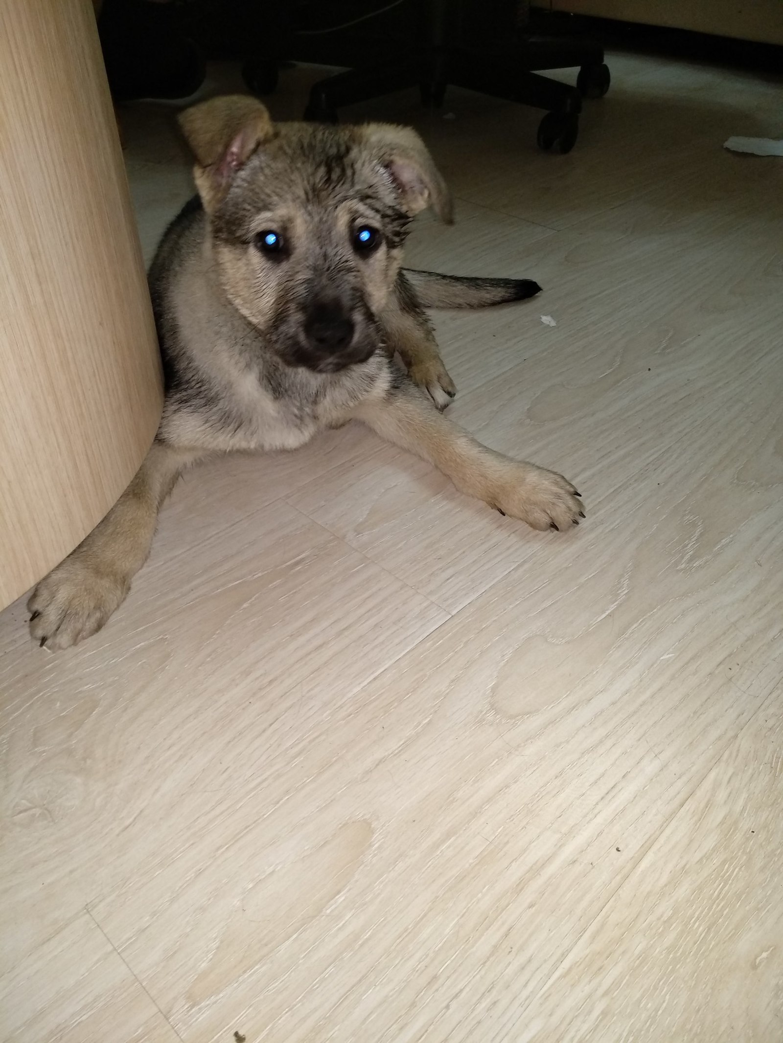 The puppy was thrown out into the cold. We urgently need to find a new home! - My, Dog, Found a dog, Dogs and people, Animals, Pets, In good hands, Pet, Moscow, Longpost, 