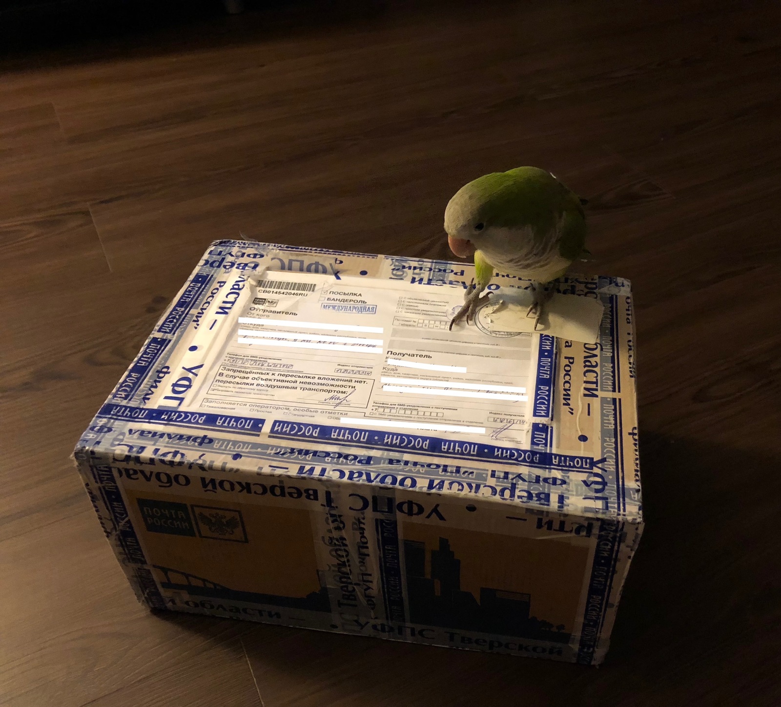 New Year's gift) Tver -> Chicago! - My, Gift exchange, New Year's gift exchange, 2018, Russia, USA, Secret Santa, Snow Maiden, A parrot, Longpost, 