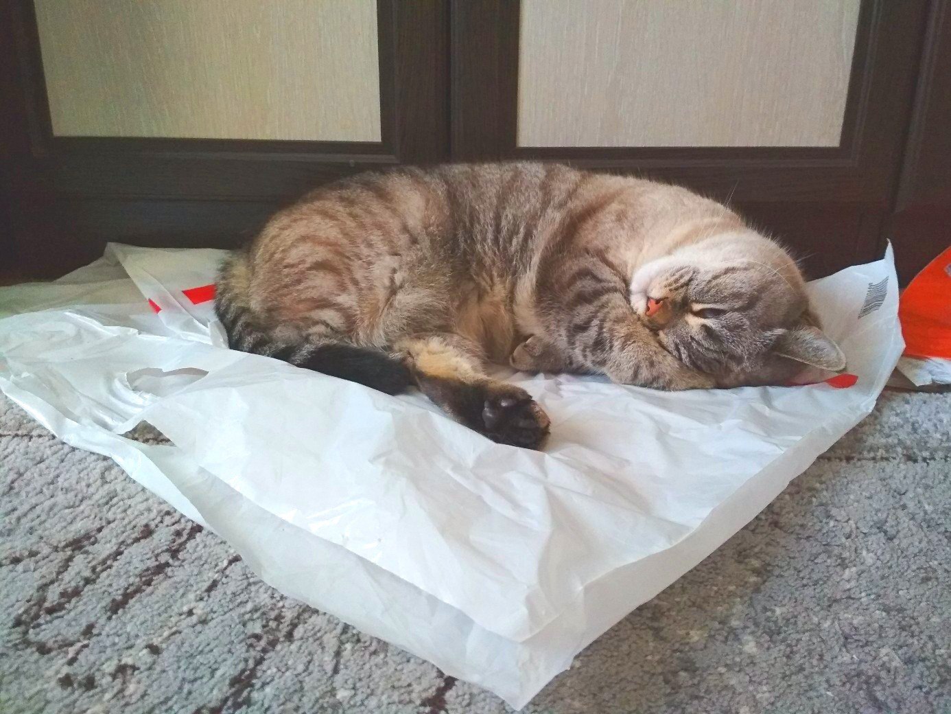 Yes, I like it here - My, cat, Package