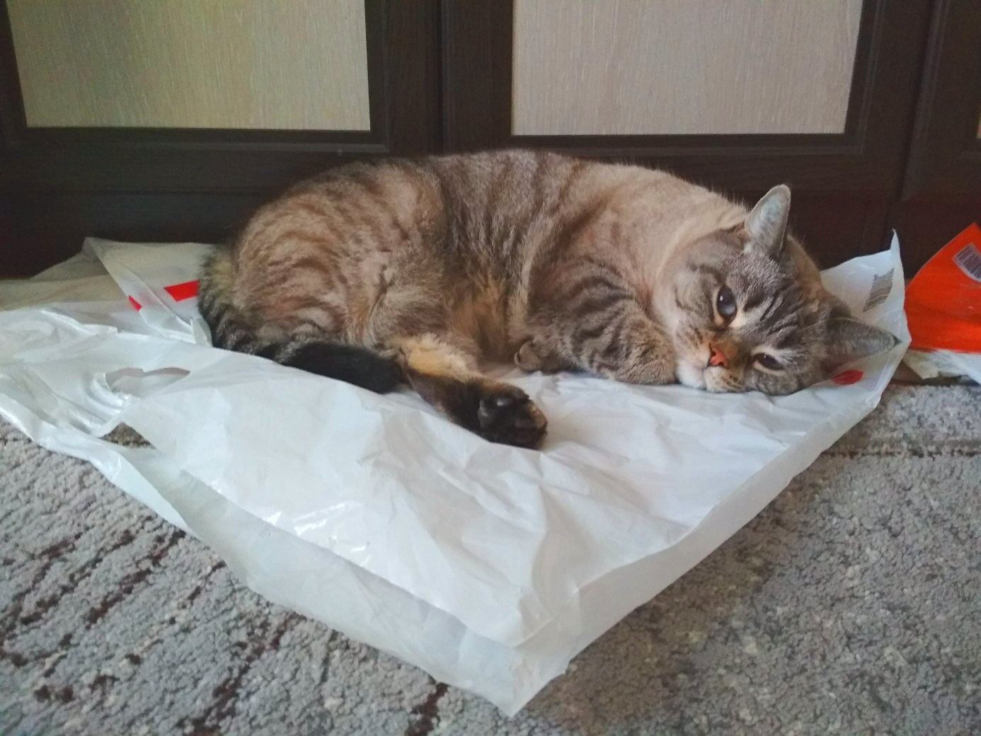 Yes, I like it here - My, cat, Package