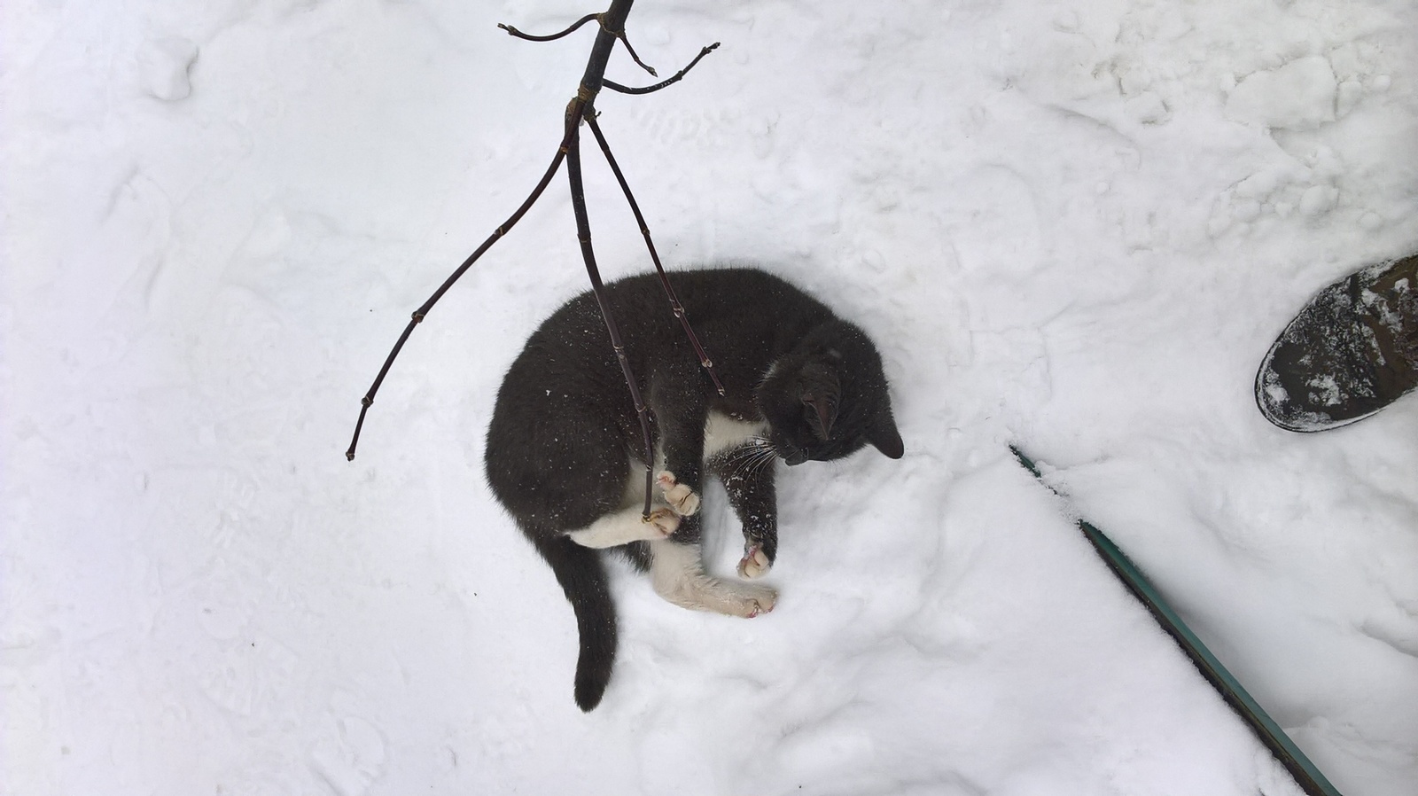 Found a cat, Moscow. - Help, cat, Lost cat