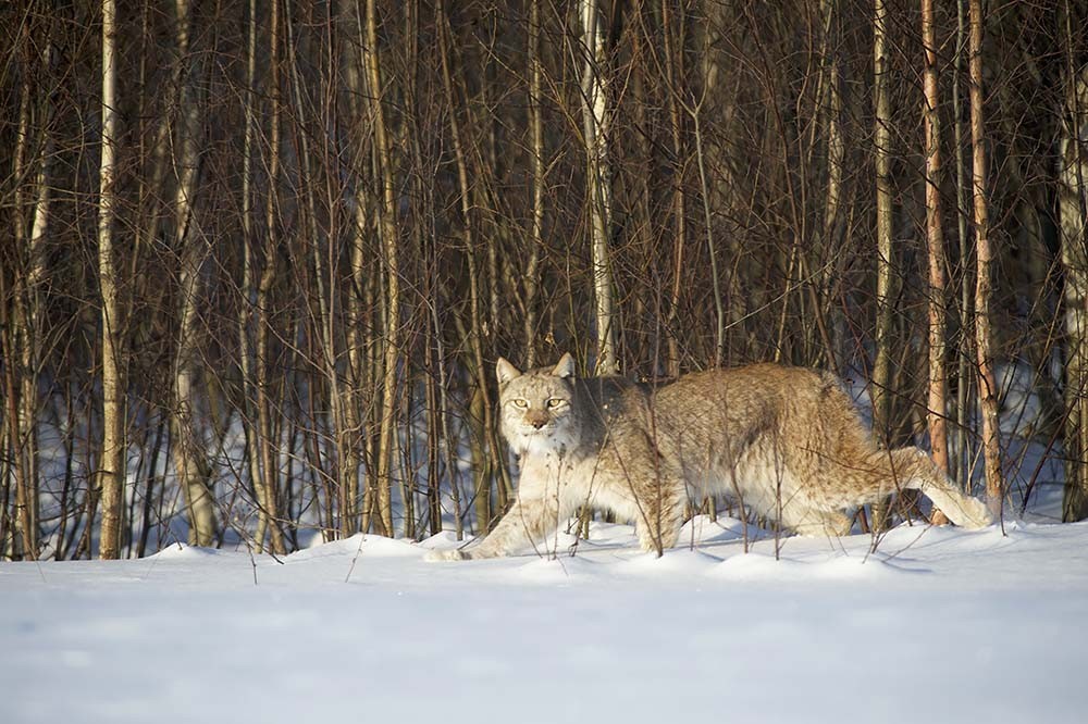 Lynx on the hunt - Lynx, Winter, Hunting, Valery Maleev