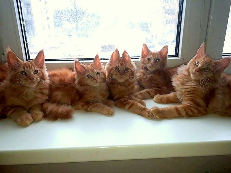 I want to share sunshine! Our redheads! Maine Coon kittens! - cat, Kittens, Maine Coon, , My, , Longpost