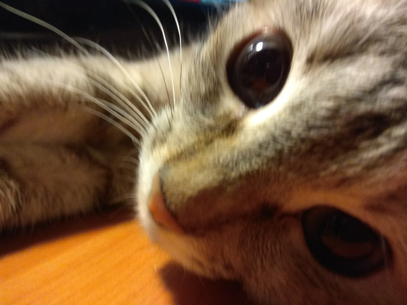 Selfies of kitty Masyanya. - My, Milota, Selfie, Foundling, Longpost, cat