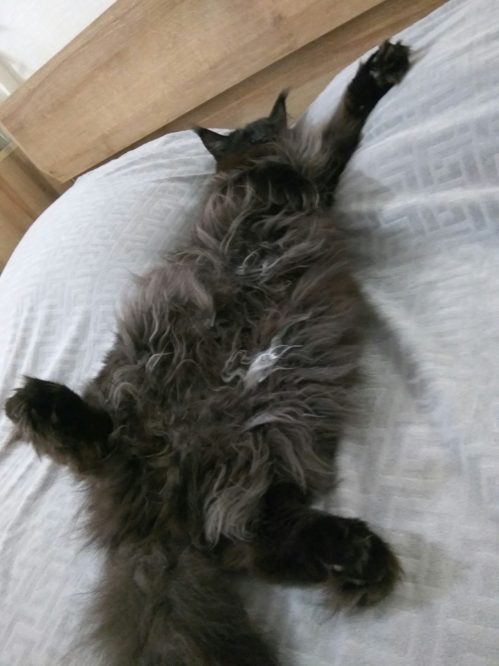 Lazy Maine Coon - My, Black cat, Maine Coon, Longpost, cat