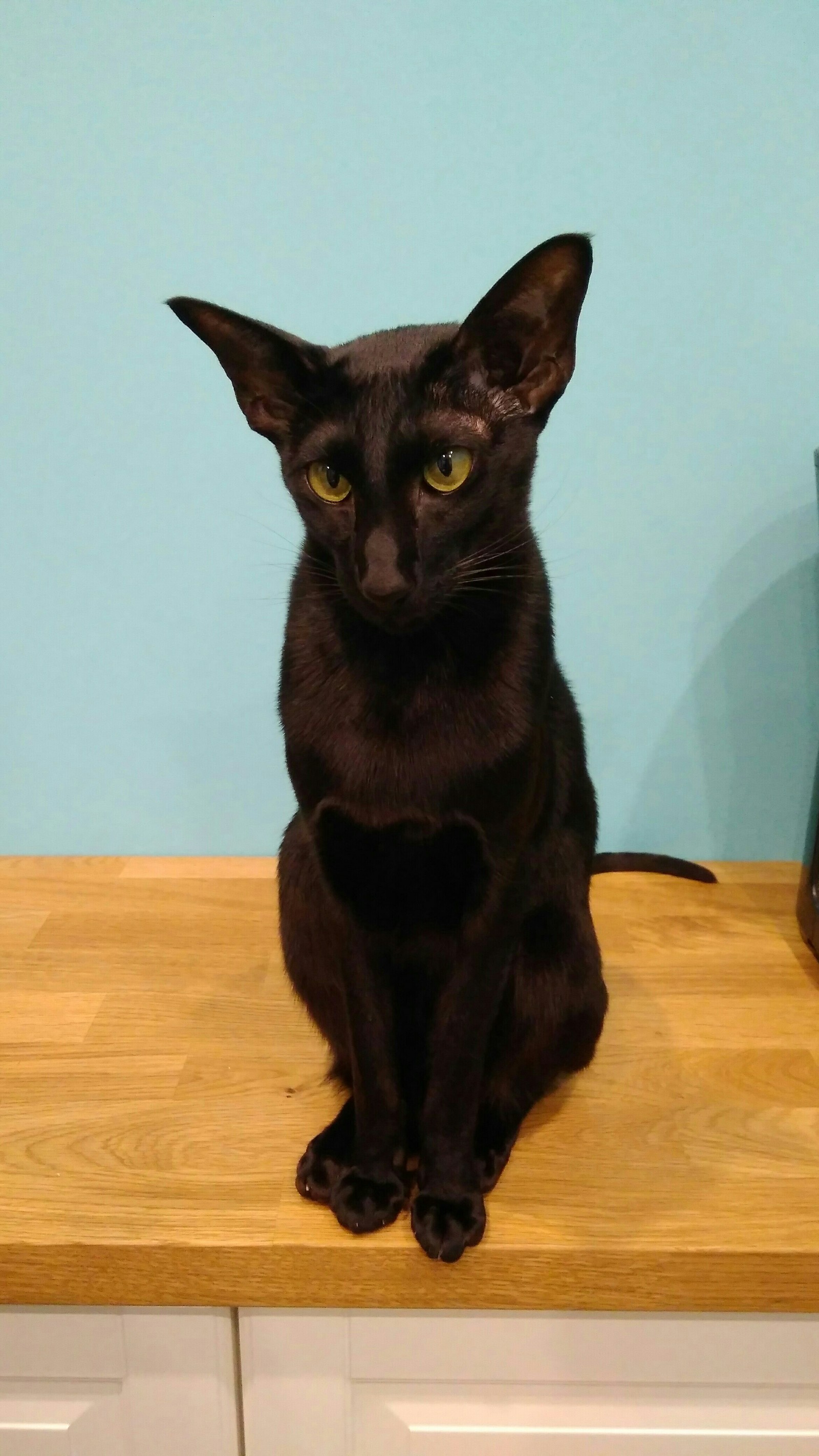 My black oriental)) - My, Oriental cats, Pets, cat