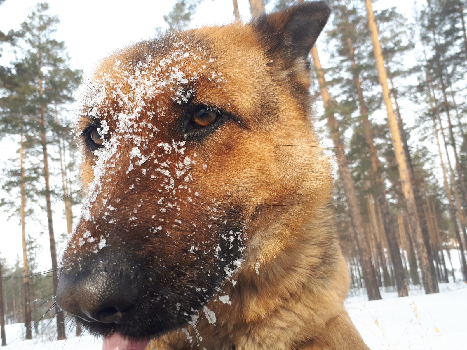 Walk in the woods - My, Winter, Forest, Dog, Longpost