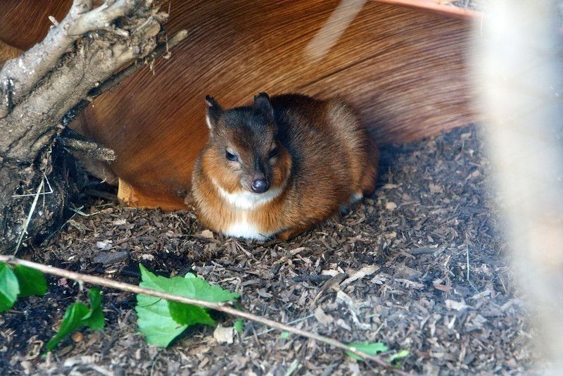 pygmy antelope - Animals, The photo, , Longpost