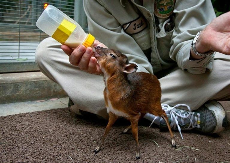 pygmy antelope - Animals, The photo, , Longpost