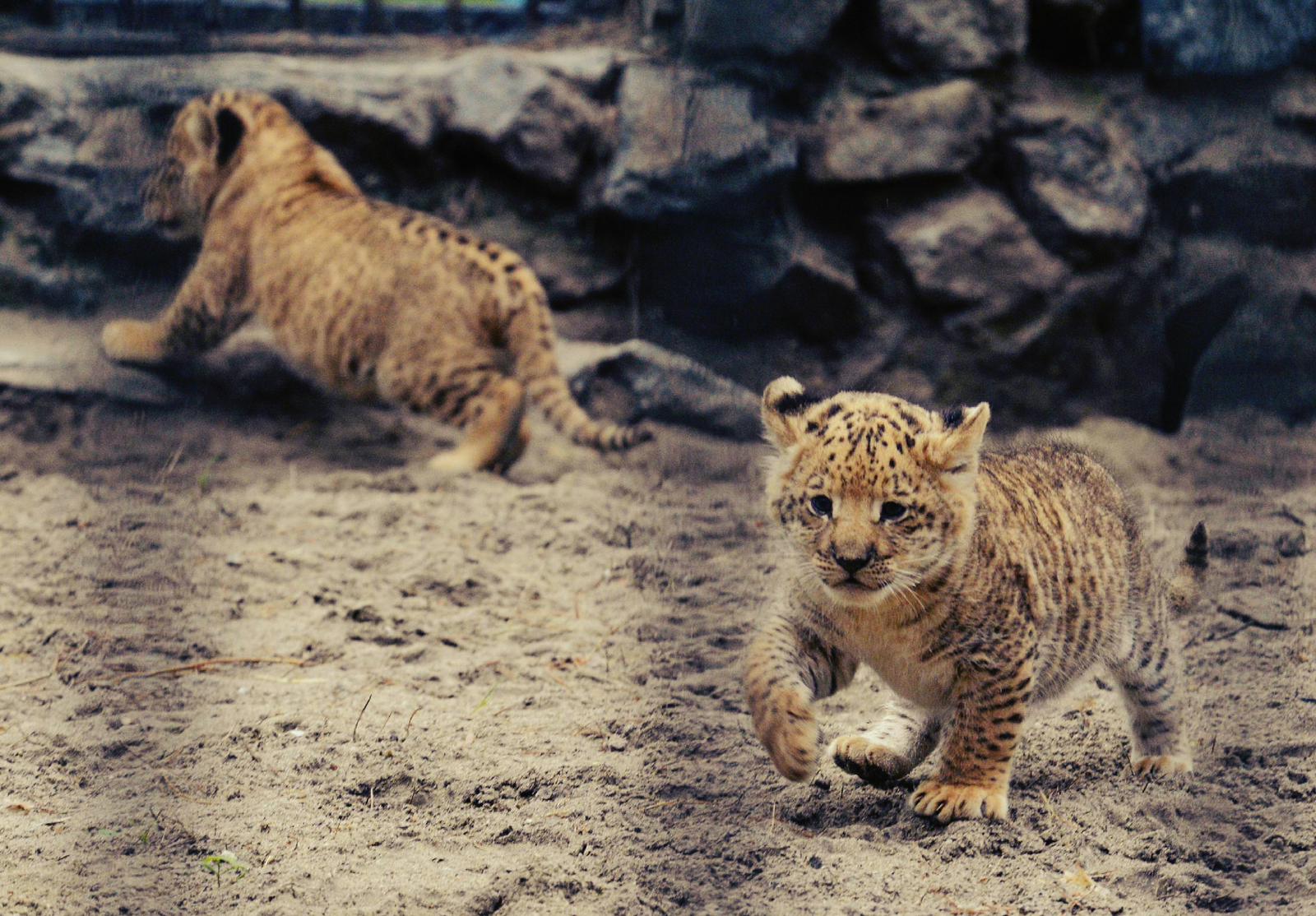 Ligers, tigons - evolution on the example of hybrids of a lion and a tiger - My, Animals, Nature, Evolution, Genetics, Longpost