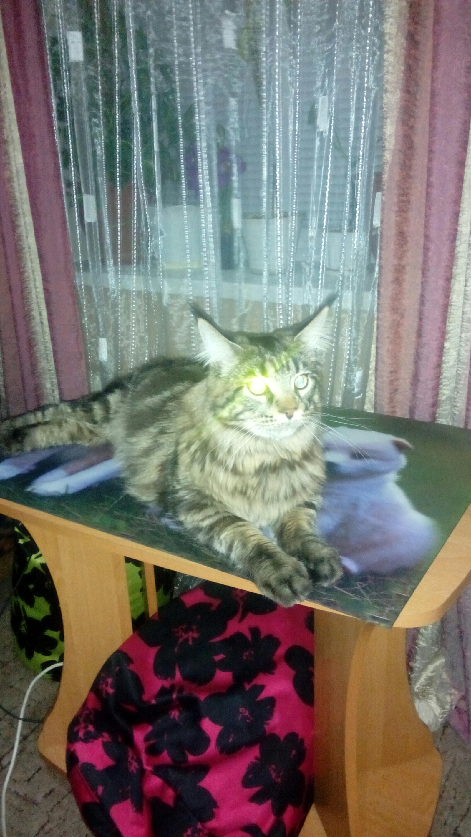 Jo..a or ghosts? - My, Призрак, Maine Coon, Care, Kripota, cat