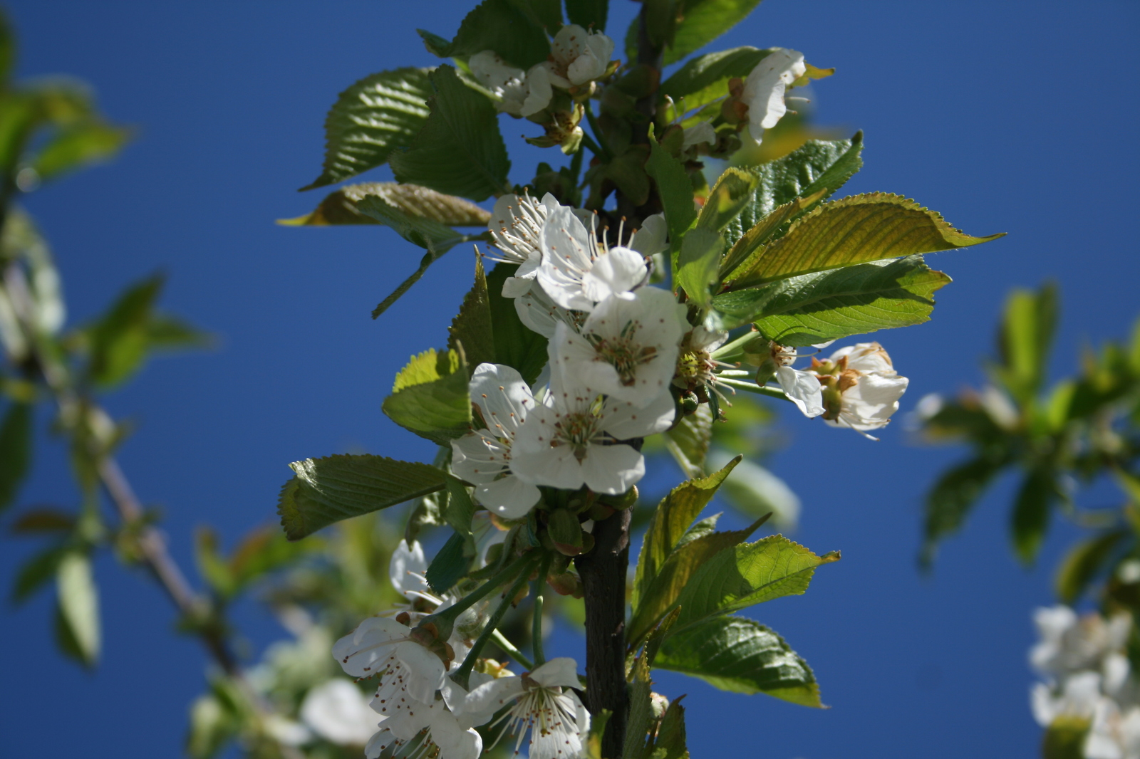 Hurry up it's spring - My, Cherry, Spring, Heat, Apple tree, Longpost