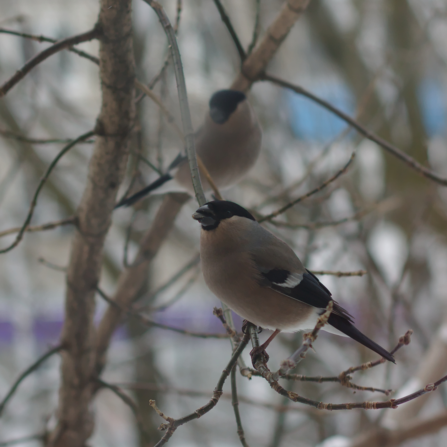 Bullfinches - My, Bullfinches, Birds, The photo, Tver, Longpost