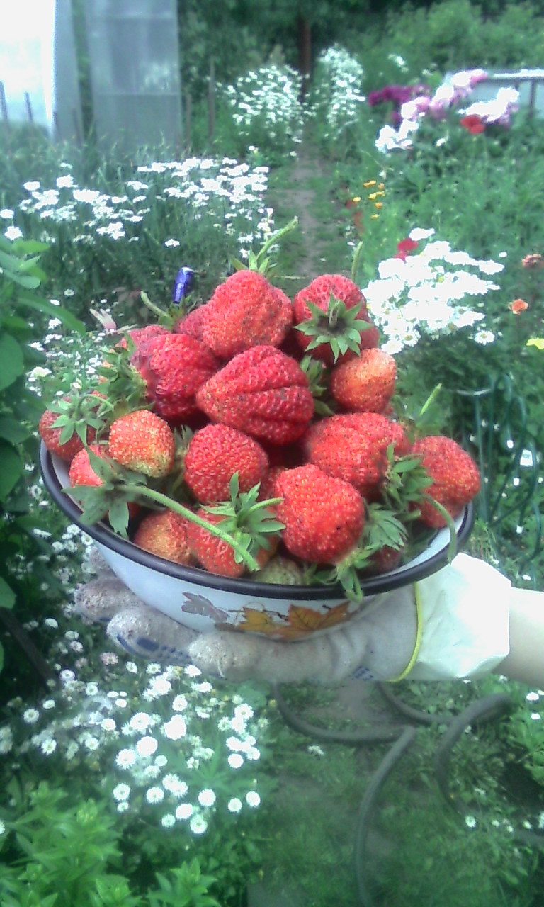 We're waiting for summer! - My, Dacha, Victoria, Strawberry, Strawberry (plant)