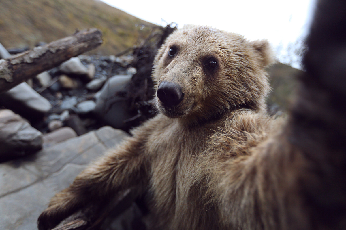 First post and immediately button accordion :) - My, The Bears, Selfie, wildlife, Longpost