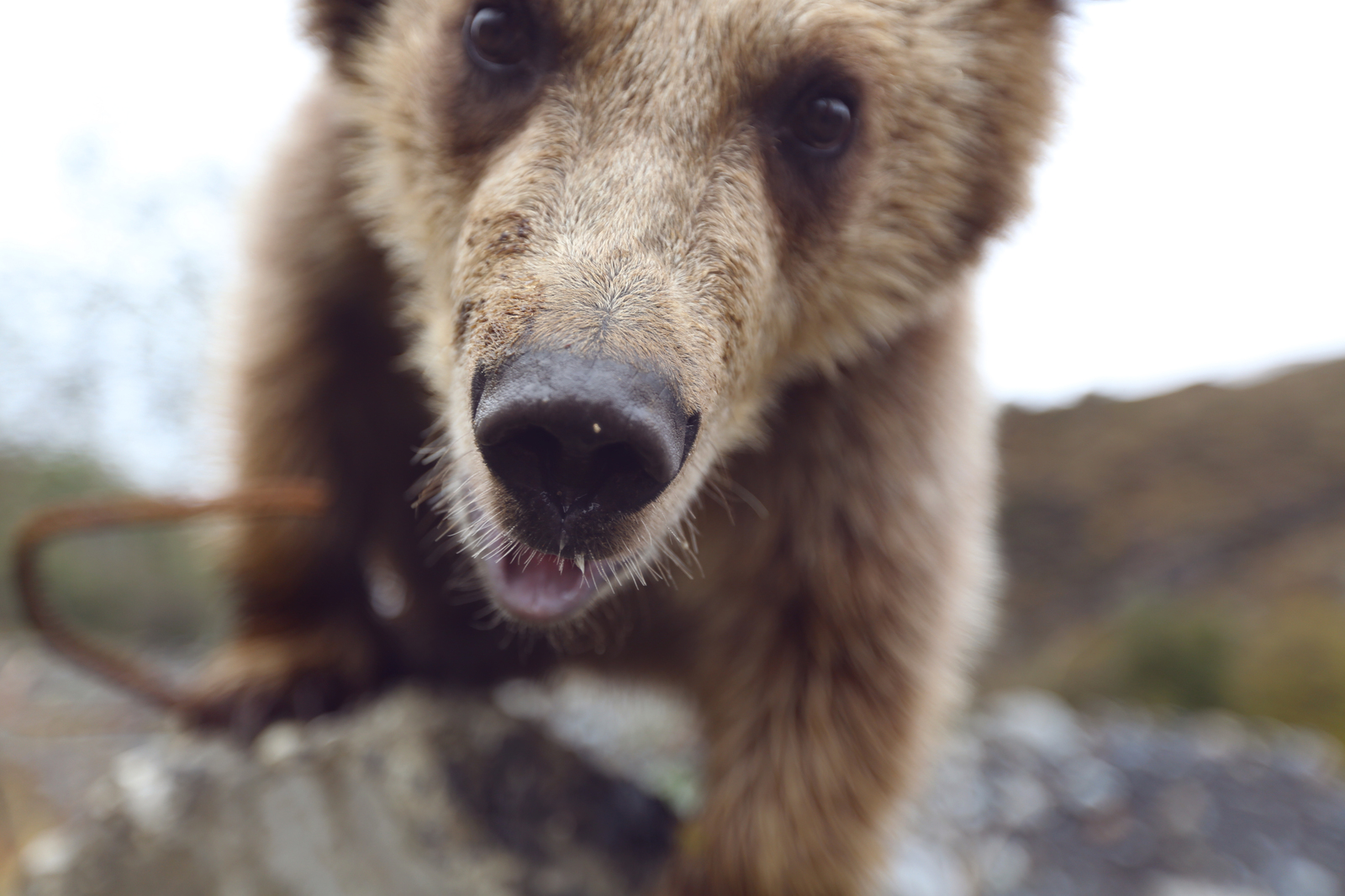 First post and immediately button accordion :) - My, The Bears, Selfie, wildlife, Longpost