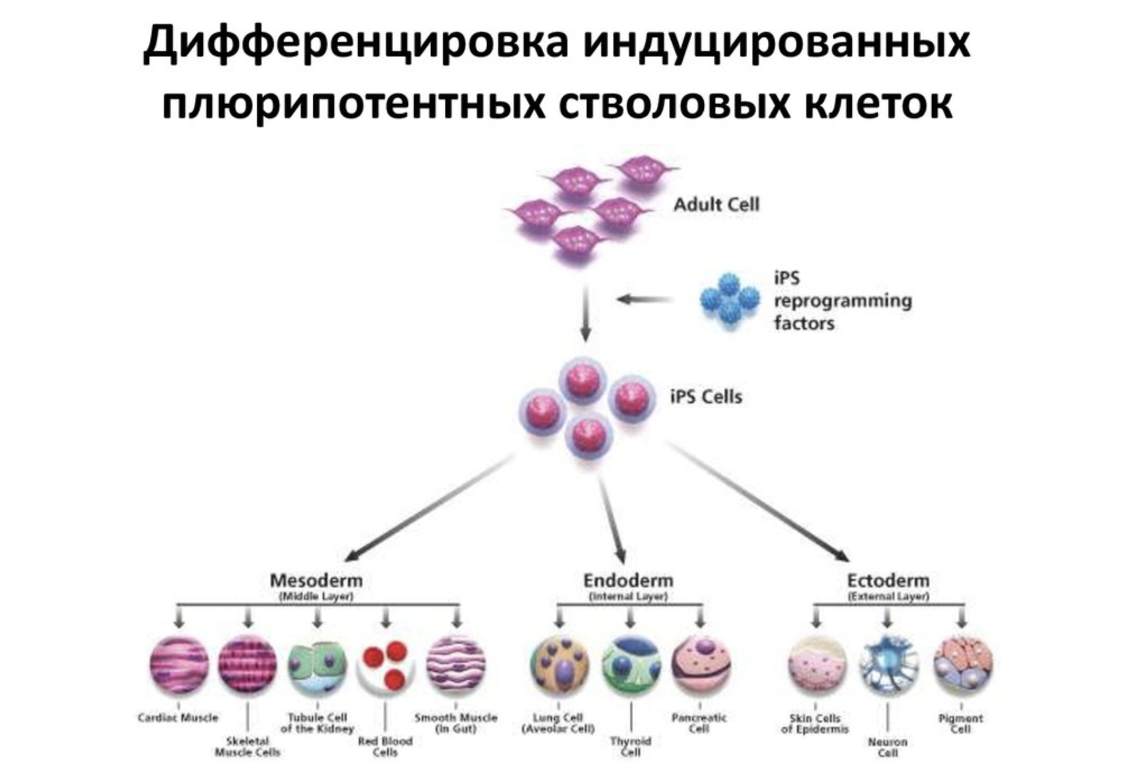 Health education post: Tumors - , Crayfish, Tumor, Oncology, Sarcoma, I cried, Longpost