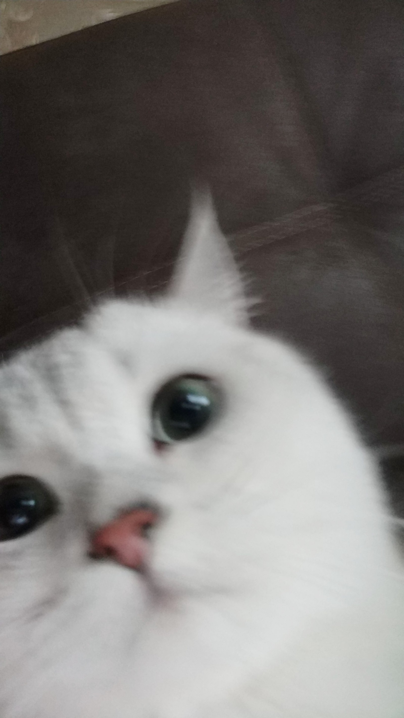 When I accidentally turned on the front-end - My, cat, Front-camera, Animals