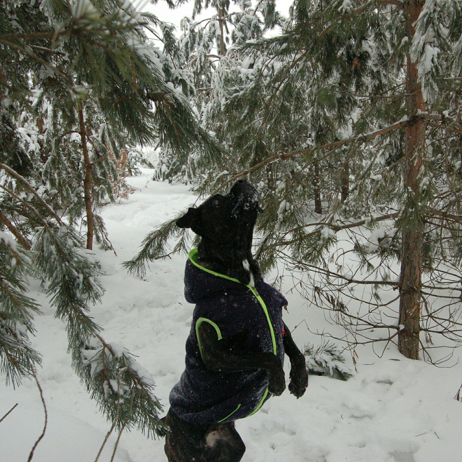 Winter walk)) - My, Dog, Forest, Winter, Photographer, Longpost