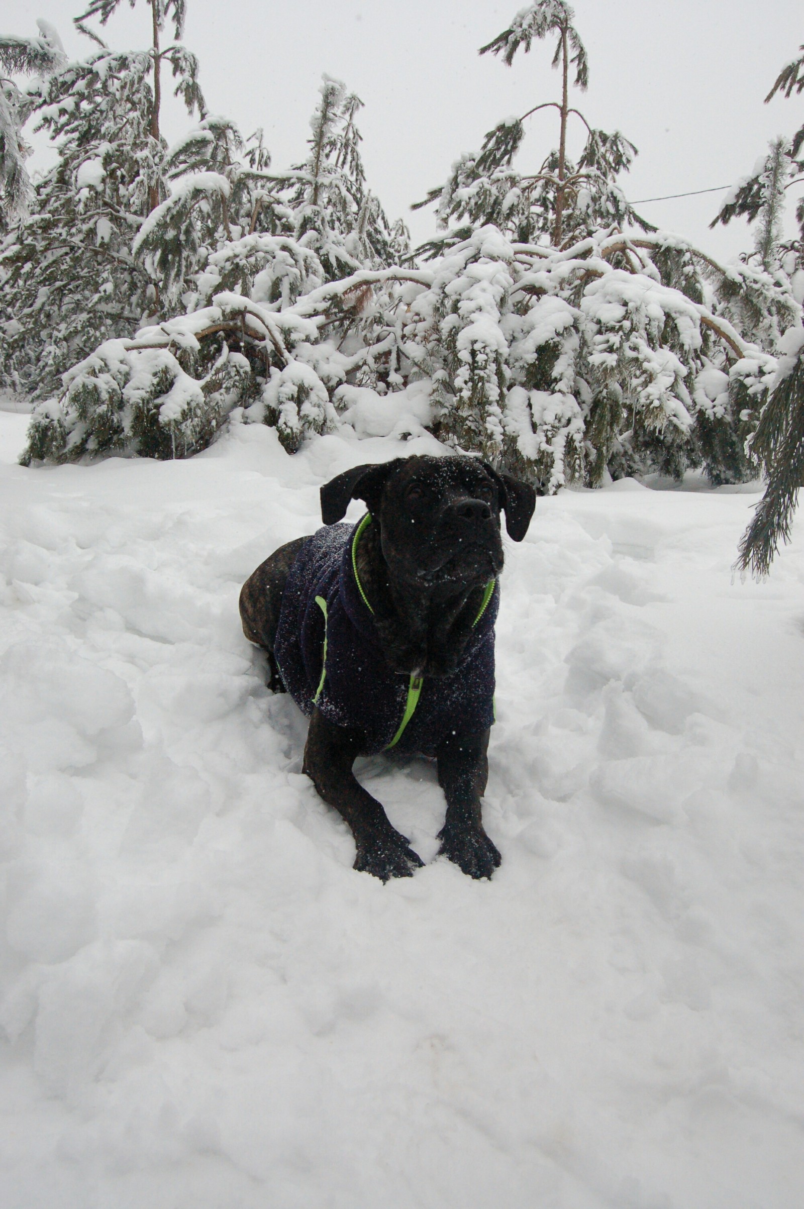 Winter walk)) - My, Dog, Forest, Winter, Photographer, Longpost