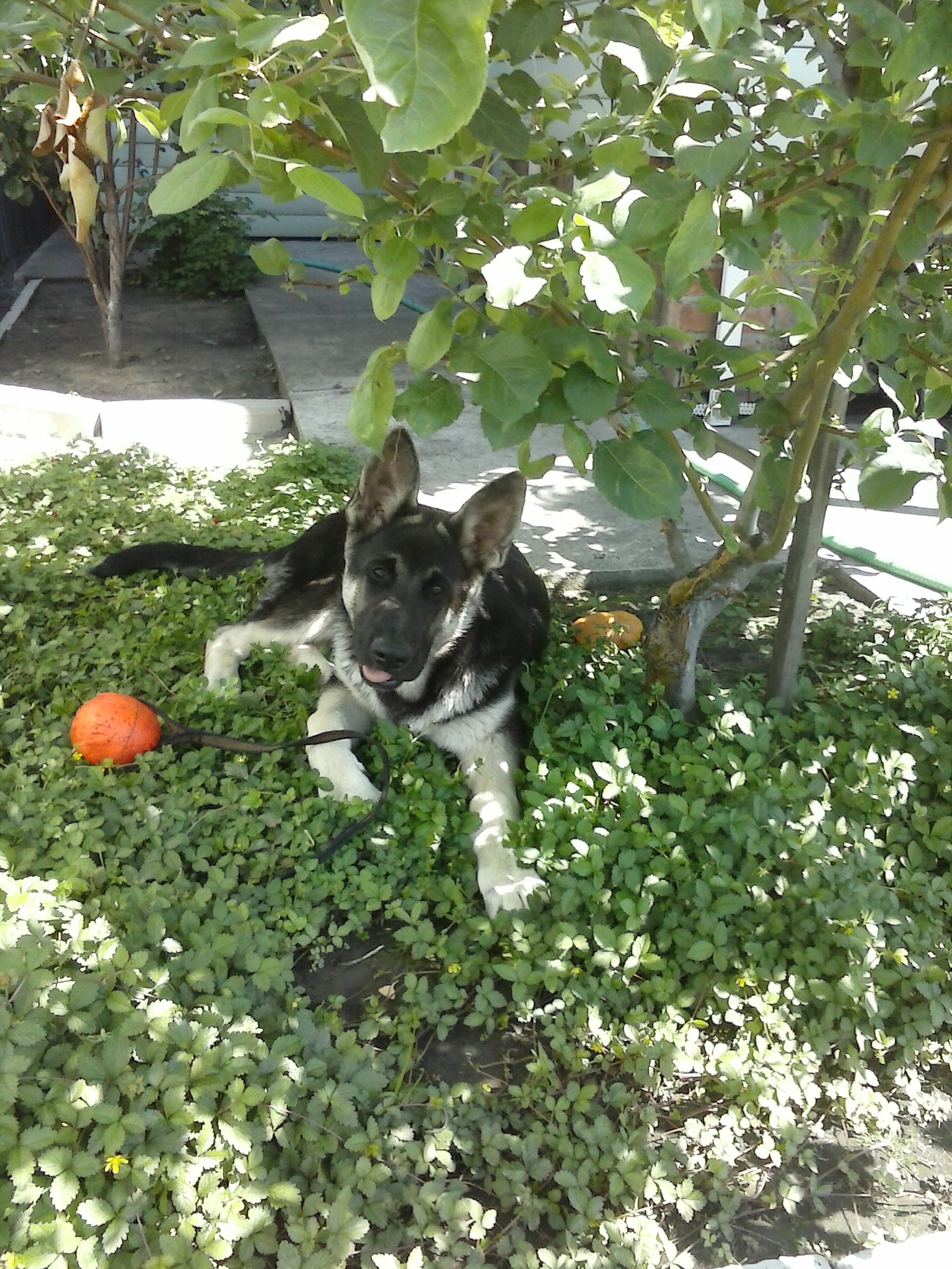 Here comes the first year - My, Dog, East European Shepherd, First year, Longpost