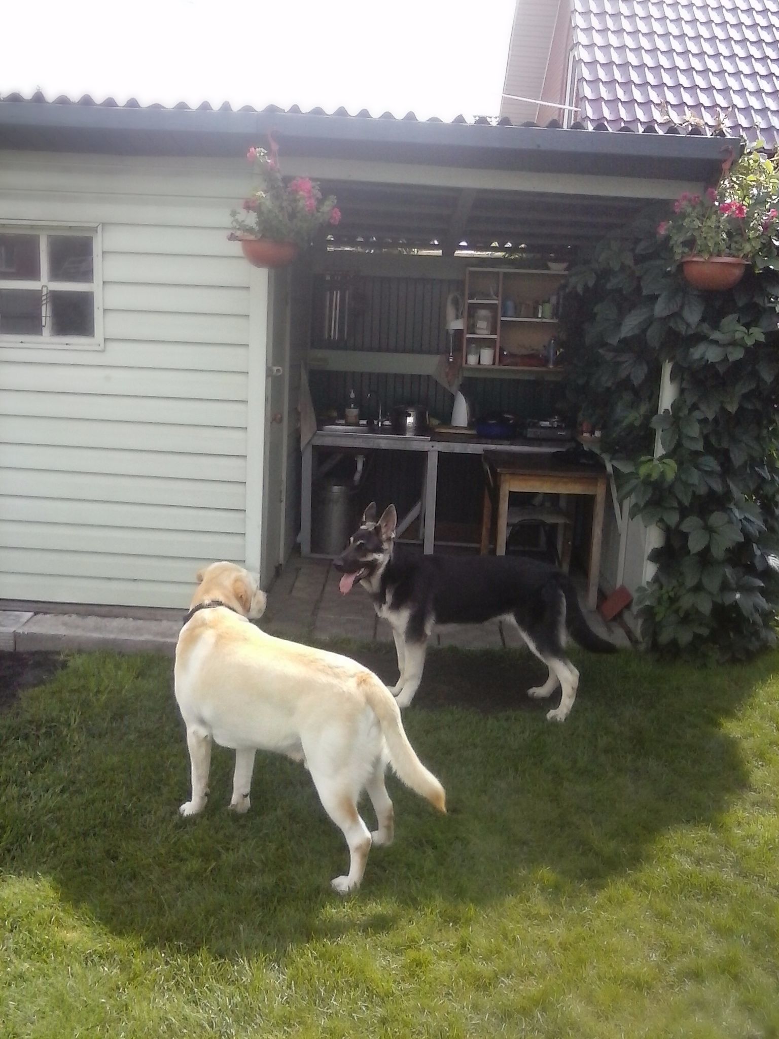 Here comes the first year - My, Dog, East European Shepherd, First year, Longpost