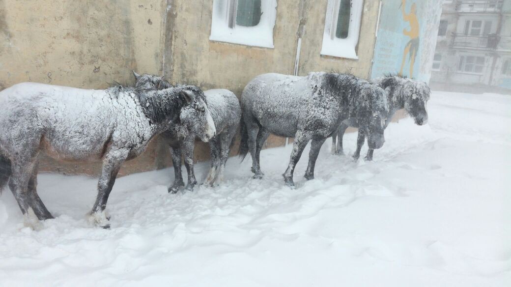 Лошади на о.Кунашир (Курильские острова) 18.02.18 - Моё, Белые ходоки, Лошади, Фотография