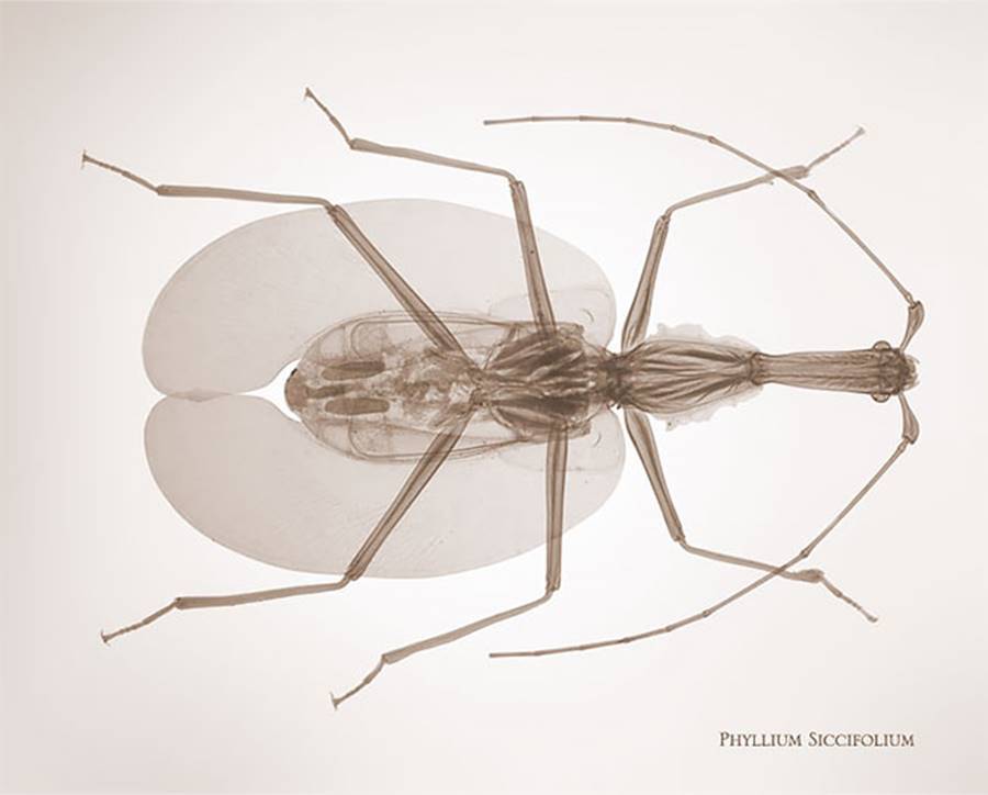 Through photos. - The photo, X-ray, Spider, Insects, Longpost