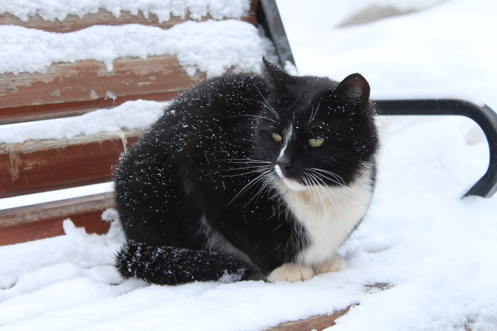 Котеги - Моё, Котомафия, Кот, Милота, Длиннопост