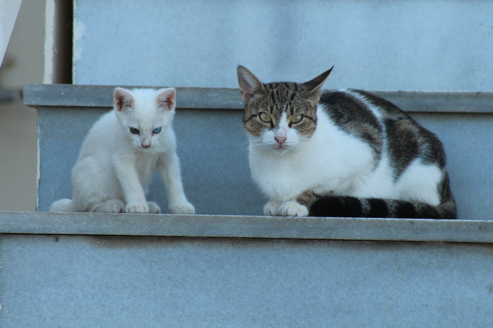 Котеги - Моё, Котомафия, Кот, Милота, Длиннопост