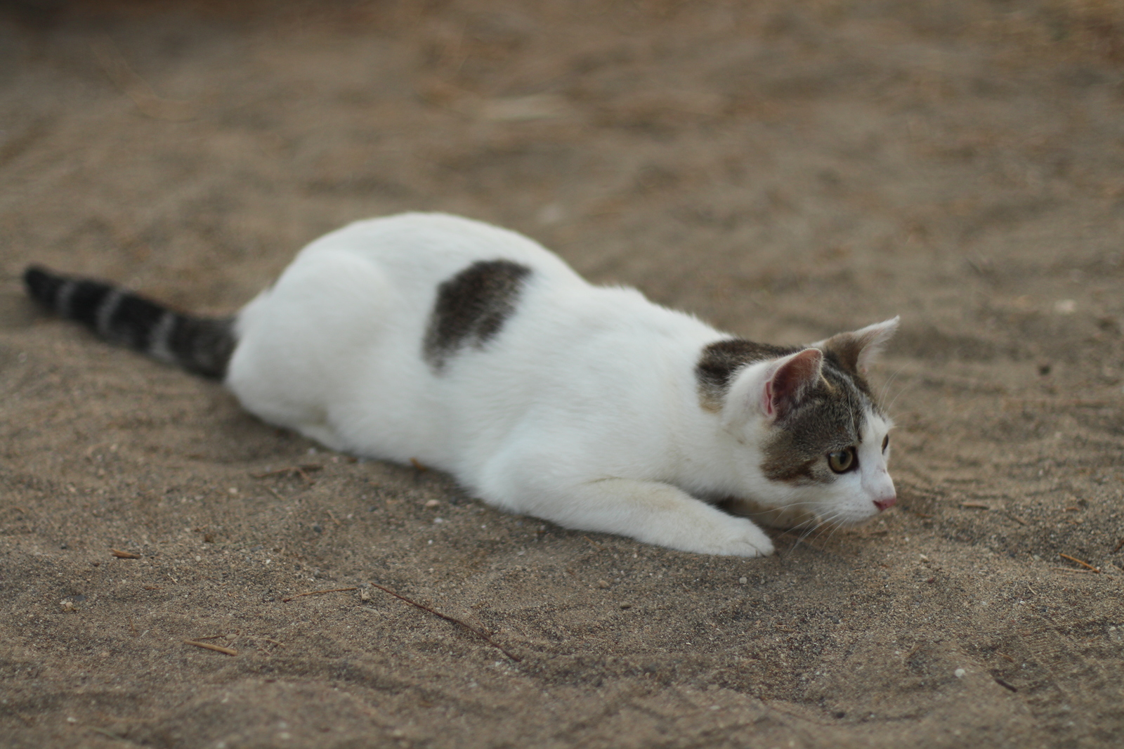 Котеги - Моё, Котомафия, Кот, Милота, Длиннопост