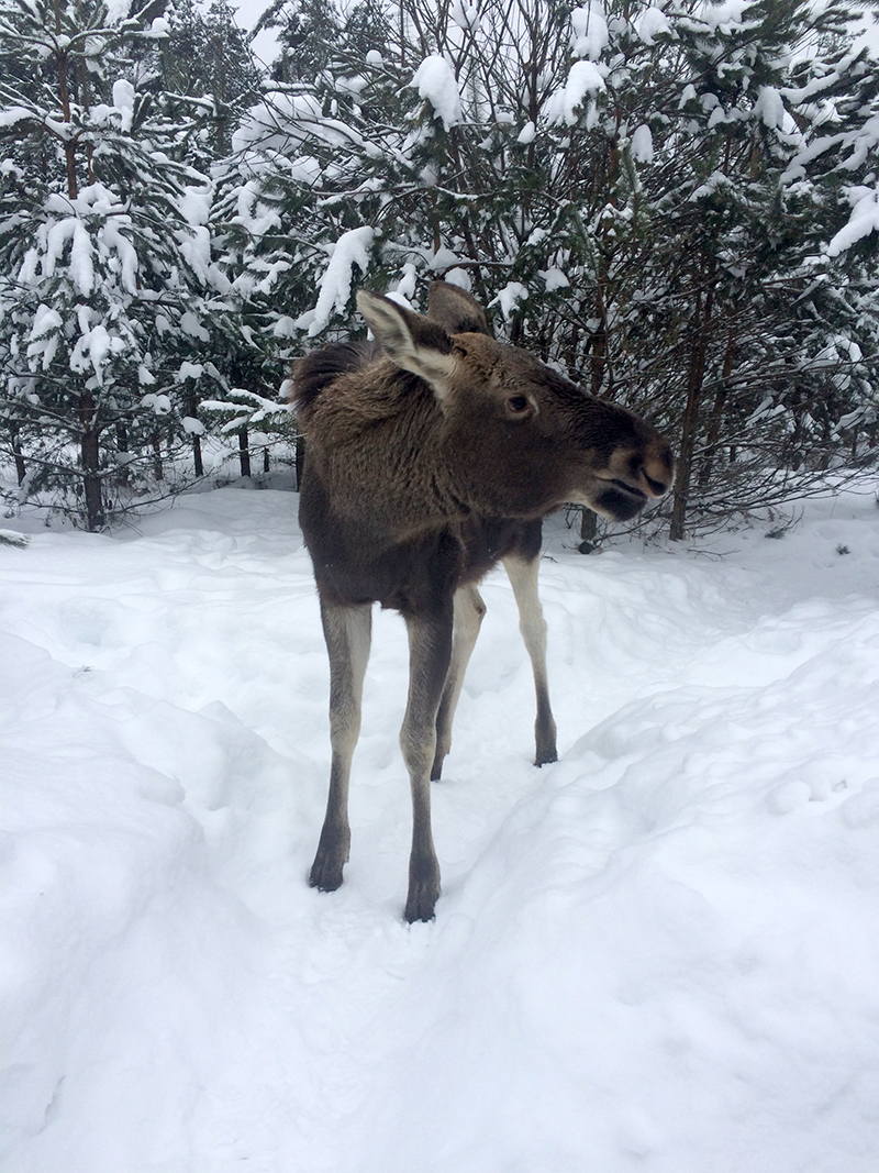 Losiha Lucy says hello to everyone - My, Winter, Longpost, Elk, Animals