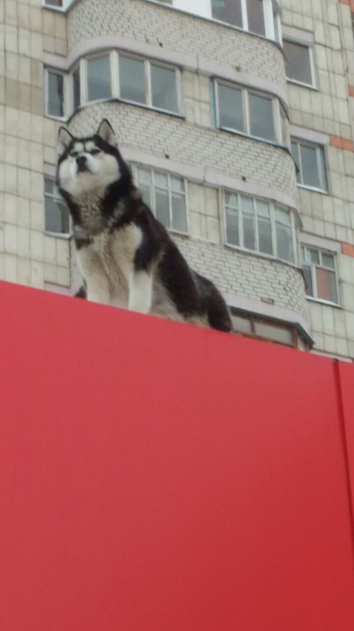 Дневной дозор - Моё, Собака, Выгул, Дозор, Длиннопост