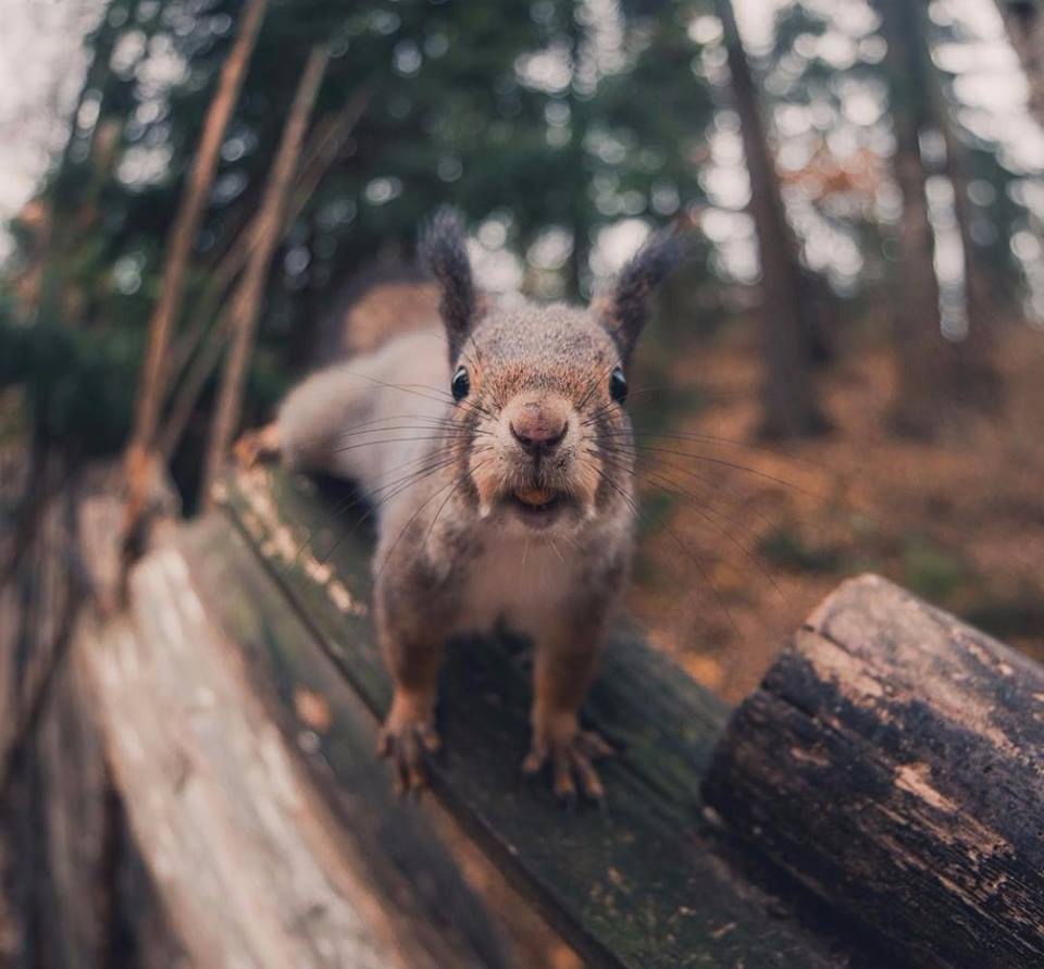 The squirrel has come! - Squirrel, Forest, The photo