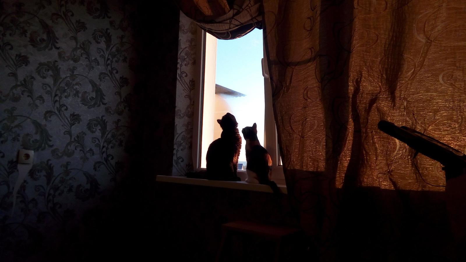 Brother and sister - My, cat, Catomafia, , Windowsill, Window, My