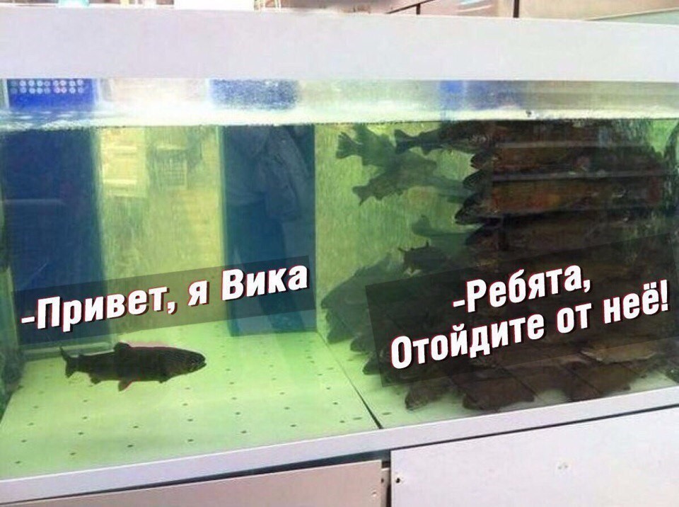 Vika is a sentence ... - A fish, Syphilis