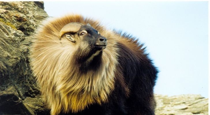 Himalayan tahr - Tar, Animals, The photo, Longpost