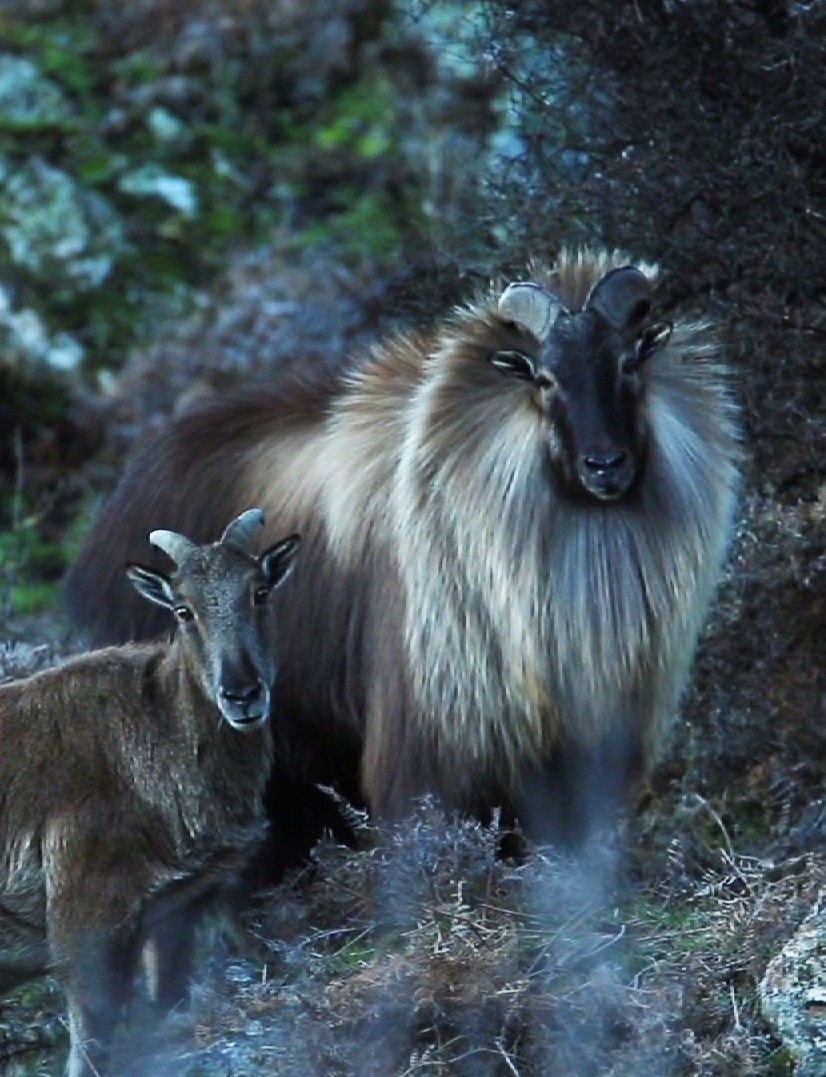 Himalayan tahr - Tar, Animals, The photo, Longpost