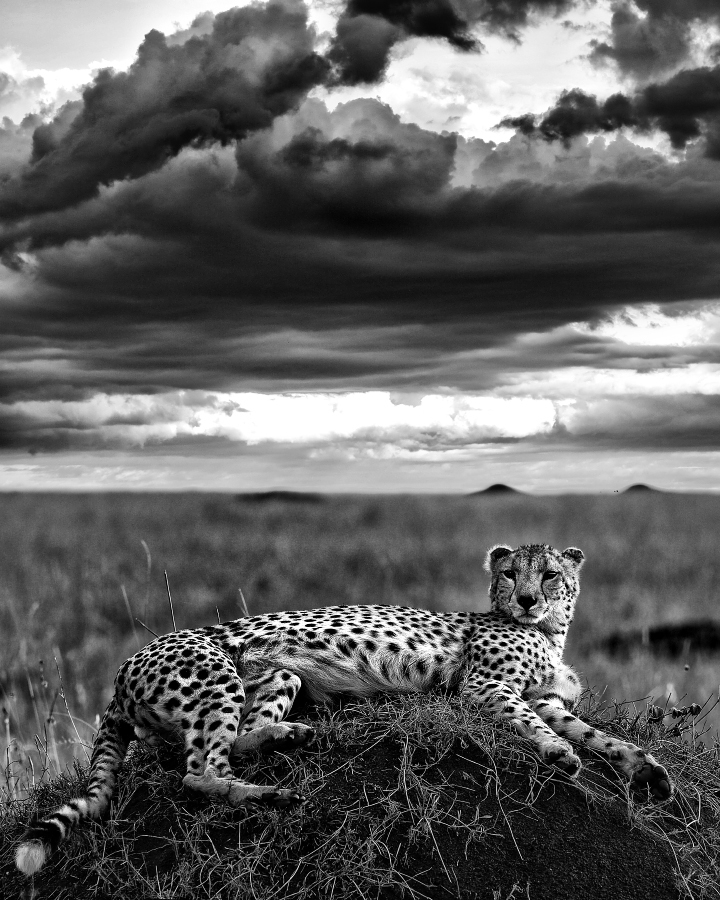 BW Africa - My, Animals, The photo, Africa, Kenya, wildlife, Longpost