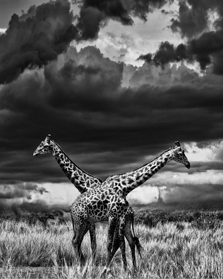 BW Africa - My, Animals, The photo, Africa, Kenya, wildlife, Longpost