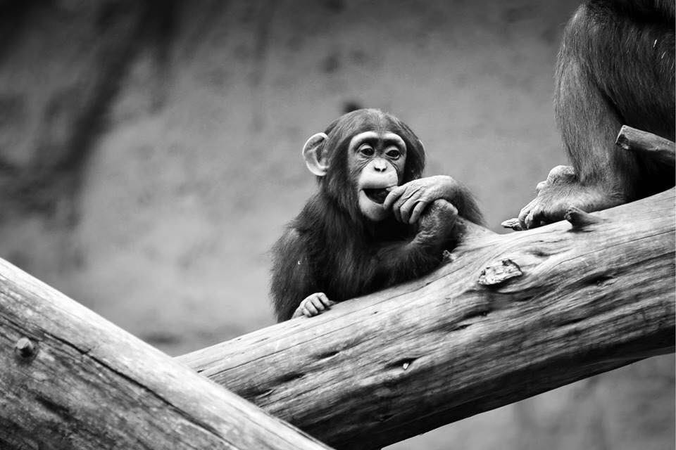 Monkeys as I see them - My, The photo, Animals, , A selection, My, Longpost