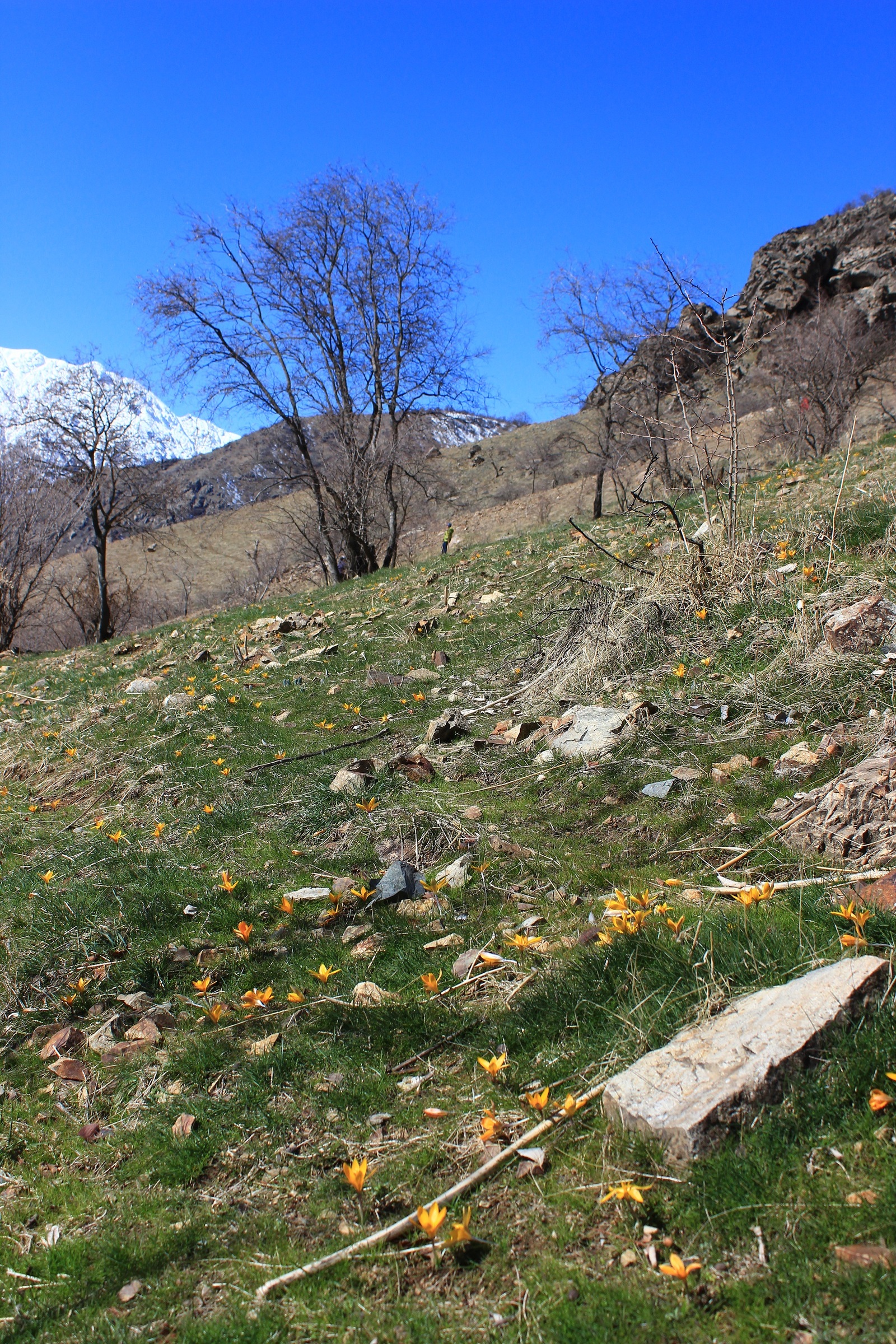 Just a little bit left for spring - My, Snowdrops, The mountains, Grass, Tajikistan, Longpost, Snowdrops flowers