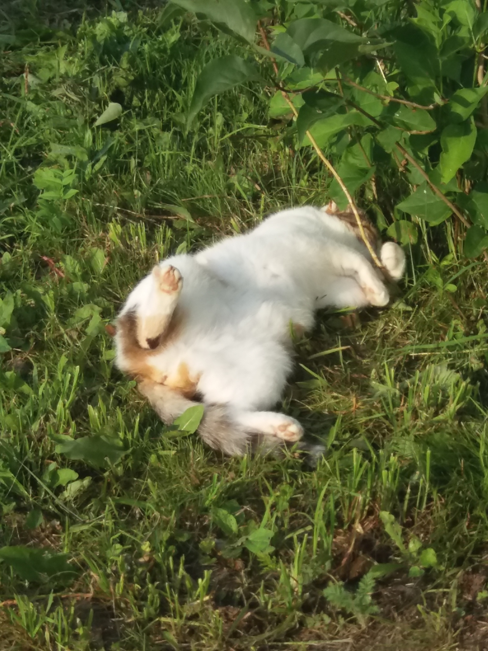 Summer. belly up - Maroussia, cat, Summer