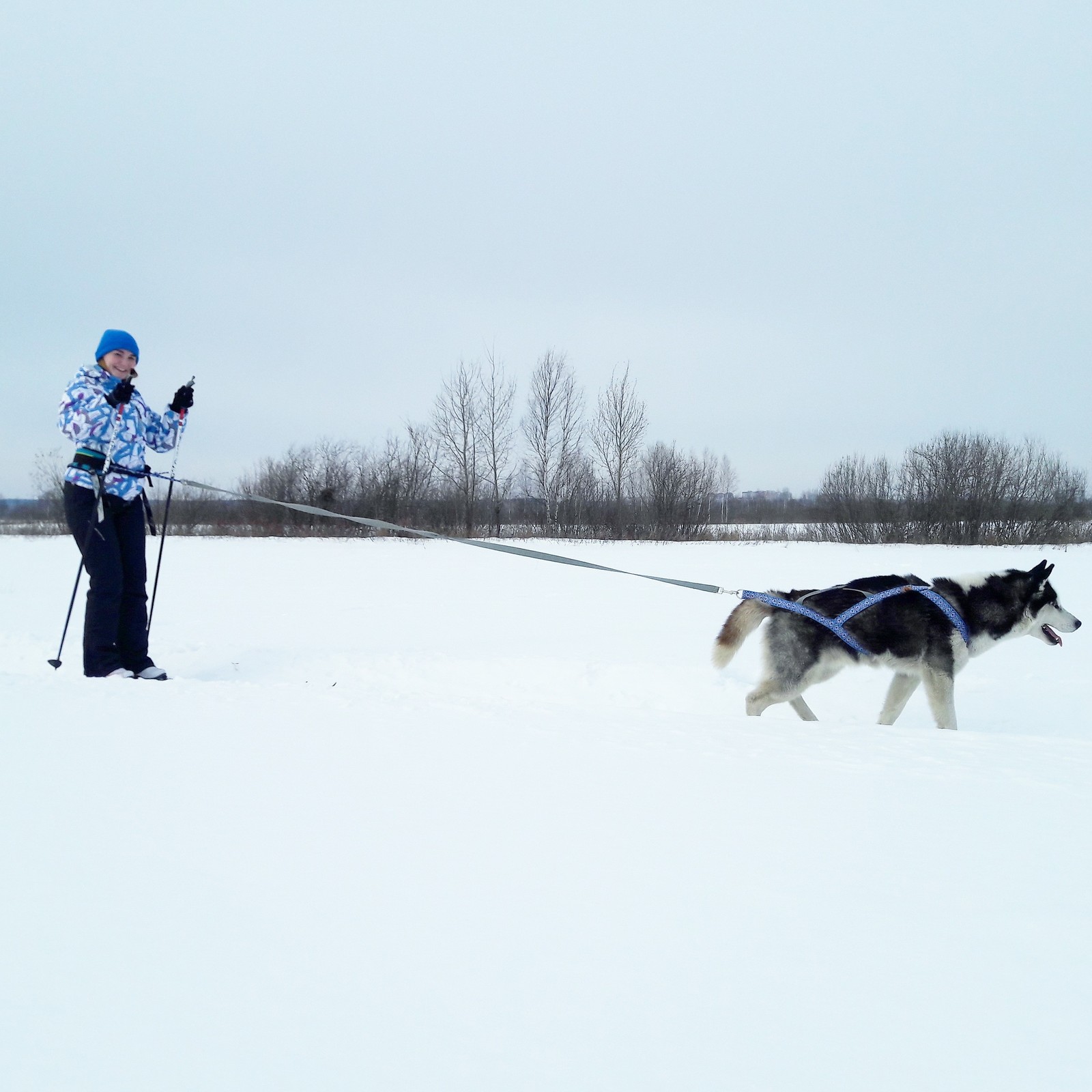 If you don't have a dog... - My, Husky, Siberian Husky, Dog, Permian, Longpost